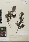 Foto von Salix glabra Scop.